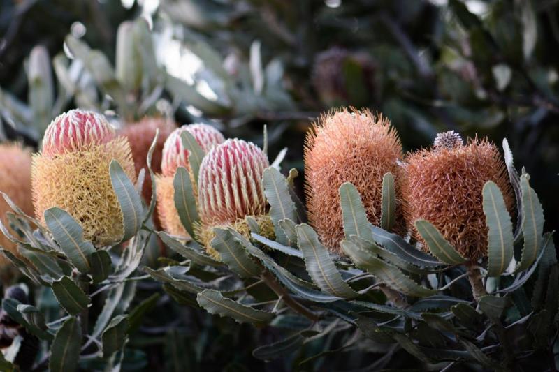 Bush flowers