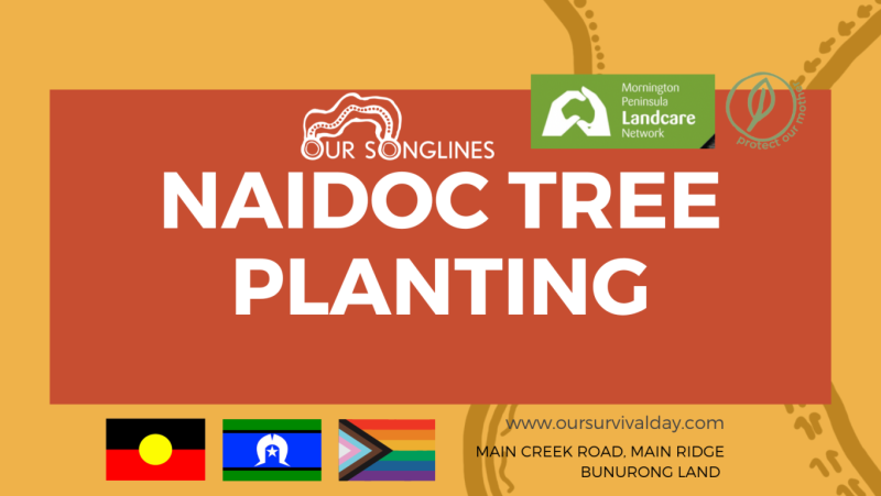 NAIDOC week tree planting