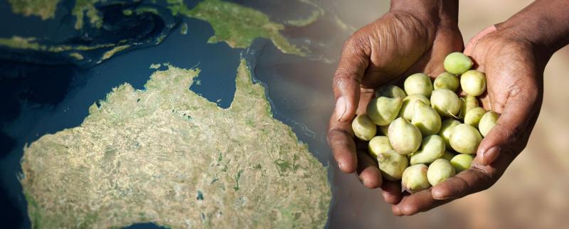 An inside look at an Aboriginal enterprise: Northern Australia Aboriginal Kakadu Plum Alliance